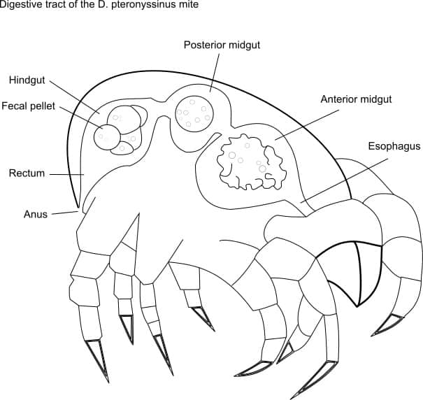 Der p 23 allergen from house dust mites 