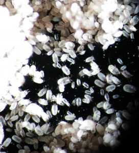 Dermatophagoides pteronyssinus (HDM) mite bodies