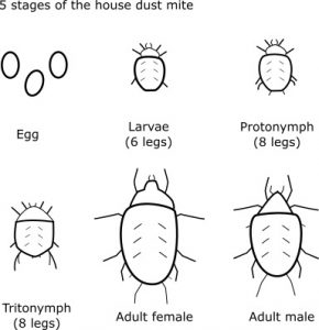 Life cycle of house dust mite