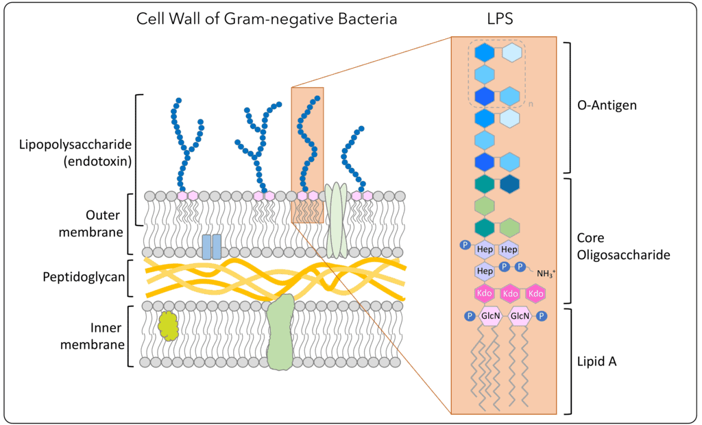 What are Endotoxins (LPS) - Explanation and info Citeq Biologics