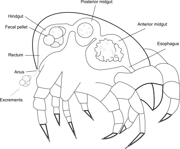 House Dust Mite Excrements Faeces Hdm Excrements Citeq Biologics